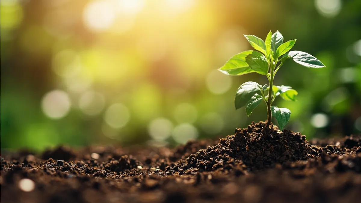 Best Potting Soil for Indoor Plants: Top Picks and How to Choose